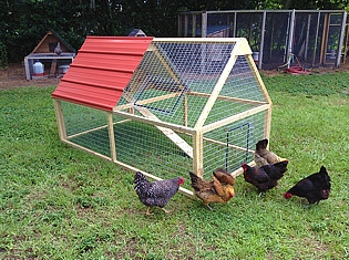 Chicken Coop 5